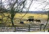 Mill Creek Farm: Property view of horses in pastures