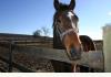 Mill Creek Farm: Friendly residents