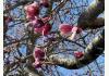 Be-Bopper's Inn: 2 huge magnolia trees behind house