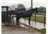 Hawthorne Inn: Horse and Buggy